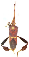 Leptoglossus brevirostris