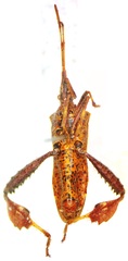Leptoglossus brevirostris