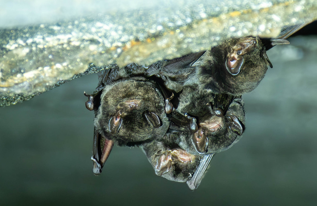 Major's Long-fingered Bat