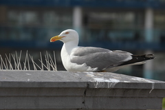 Larus michahellis