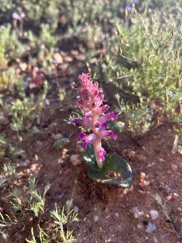 Image of Lachenalia carnosa by (c) eustreptospondylus, some rights reserved (CC BY)