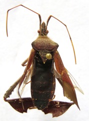 Leptoglossus concolor