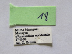 Leptoglossus concolor