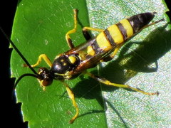 Ichneumon annulatorius