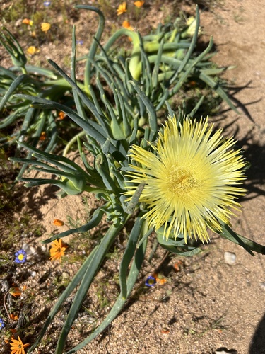 False Iceplant (Conicosia elongata)