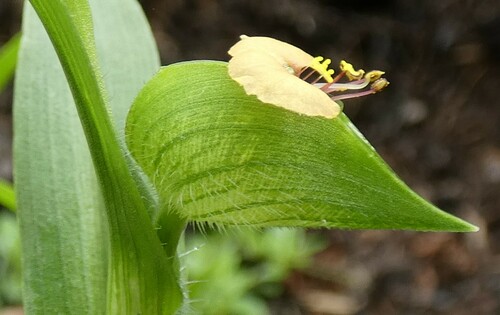 Image of Commelina gambiae by no rights reserved