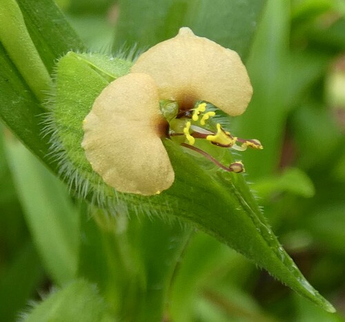 Image of Commelina gambiae by no rights reserved