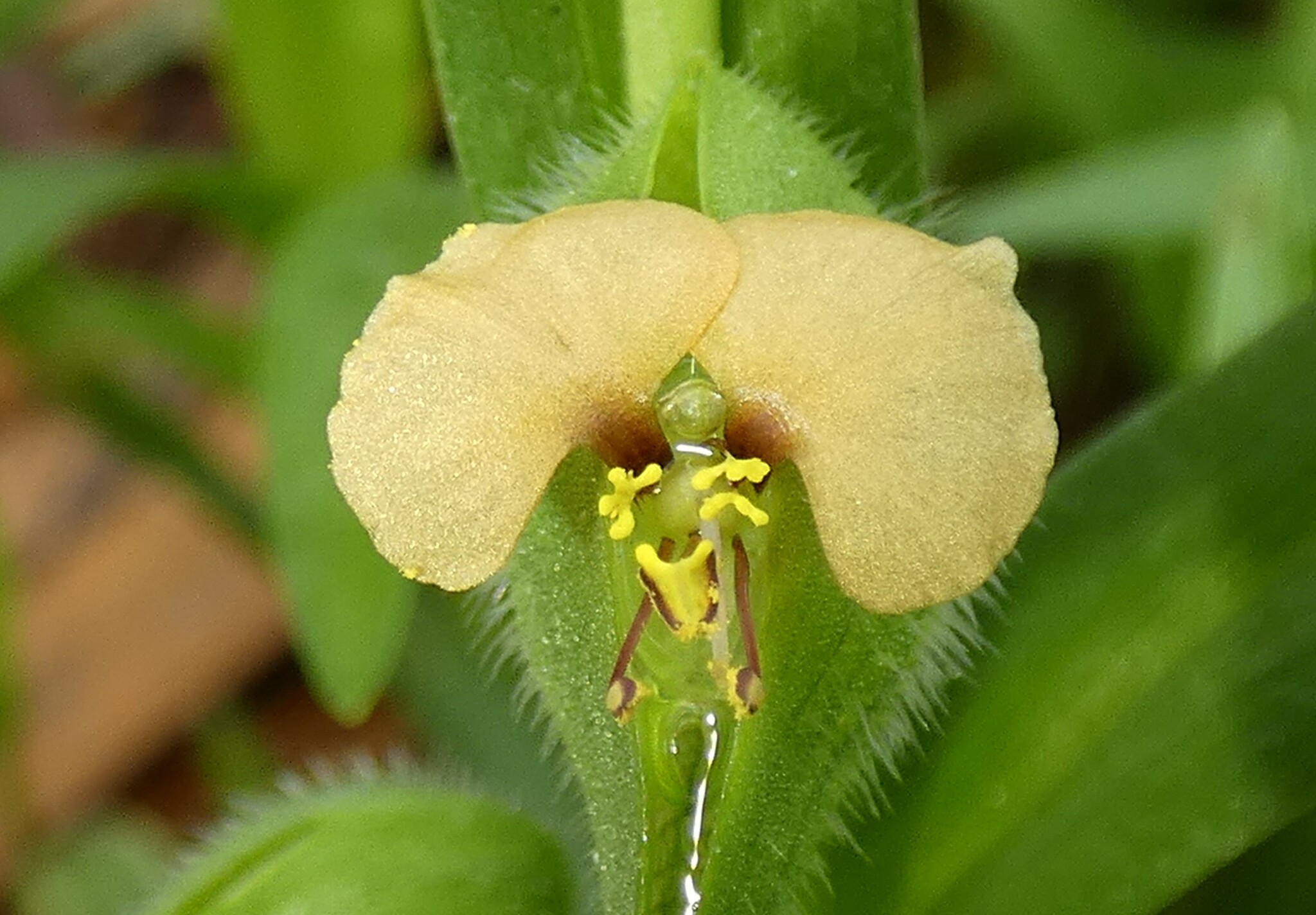 Commelina gambiae