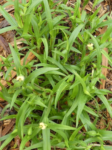 Image of Commelina gambiae by no rights reserved