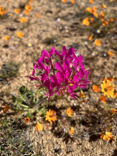 Image of Pelargonium incrassatum by (c) eustreptospondylus, some rights reserved (CC BY)