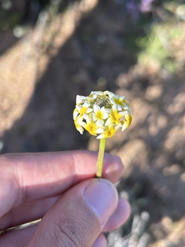 Rough Fingerflox (Manulea altissima)
