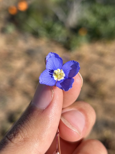 Image of Heliophila schulzii by (c) eustreptospondylus, some rights reserved (CC BY)