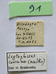 Leptoglossus concolor