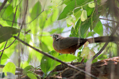 Morococcyx erythropygus