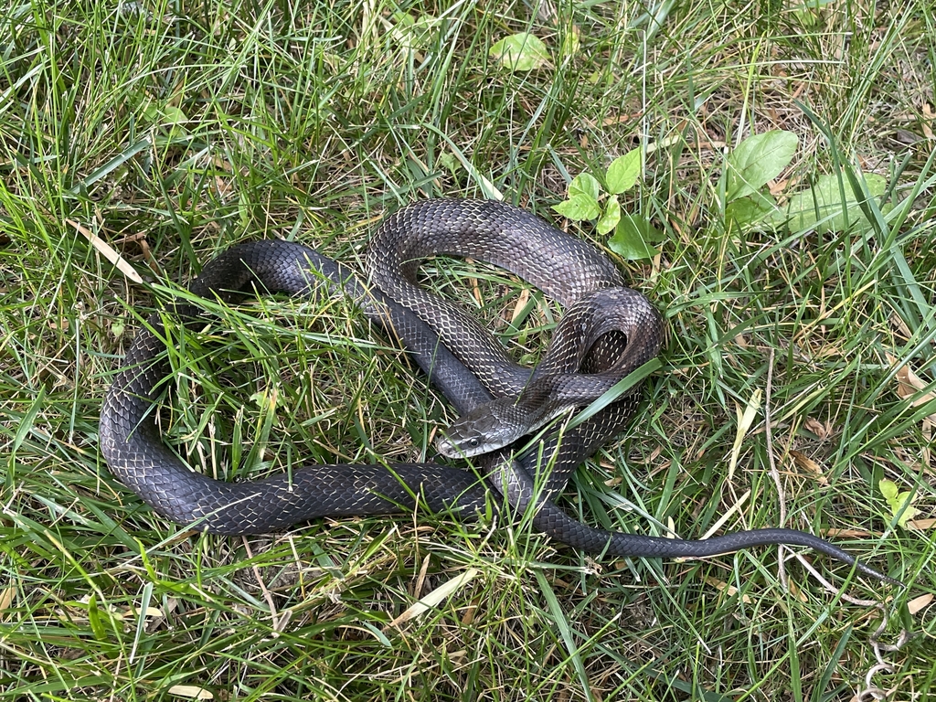 Gray Ratsnake from Mason, OH, USA on September 7, 2023 at 12:09 PM by ...