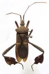 Leptoglossus concolor