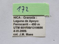 Leptoglossus concolor