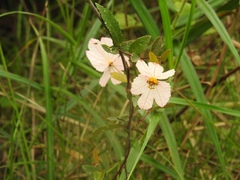 Dalechampia schippii