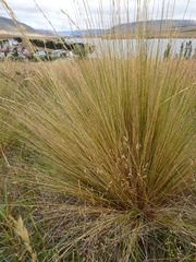 Festuca novae-zelandiae