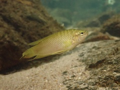 Hong Kong Paradise Fish photo 3