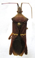 Leptoglossus concolor