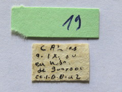 Leptoglossus concolor