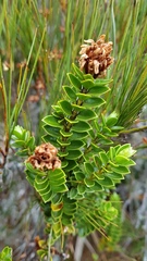 Veronica masoniae