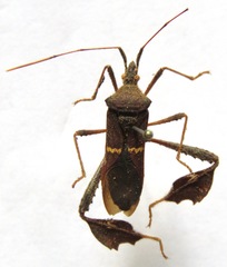 Leptoglossus concolor