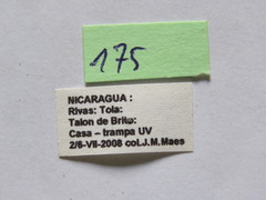 Leptoglossus concolor