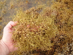 Sargassum natans