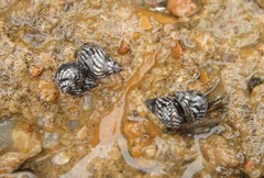 Echinolittorina ziczac