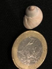 Littorina saxatilis
