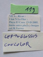 Leptoglossus concolor