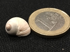 Littorina saxatilis