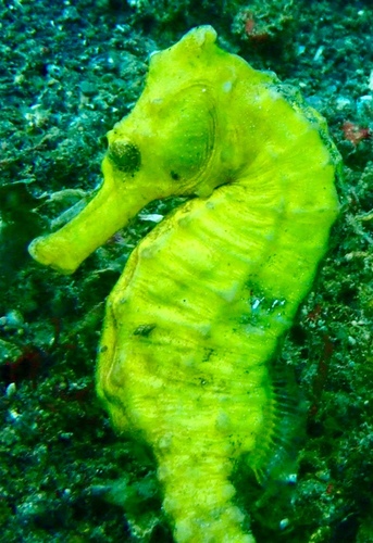 Hippocampus kuda