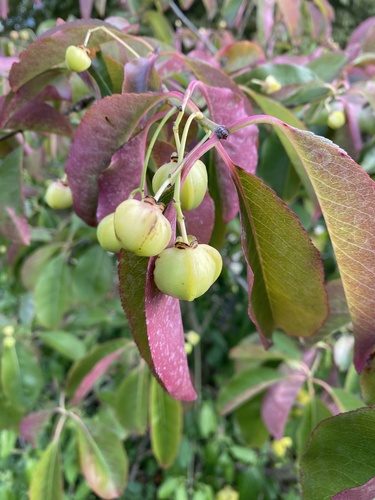 Euonymus grandiflorus, photographed by an iNaturalist contributor