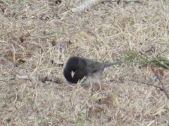 Junco hyemalis cismontanus