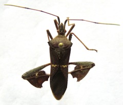 Leptoglossus concolor