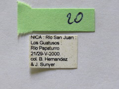 Leptoglossus concolor