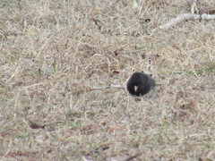 Junco hyemalis cismontanus