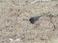 Junco hyemalis cismontanus