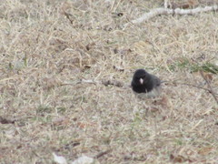 Junco hyemalis cismontanus