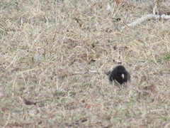 Junco hyemalis cismontanus