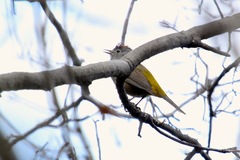 Leiothlypis crissalis