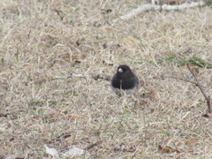 Junco hyemalis cismontanus