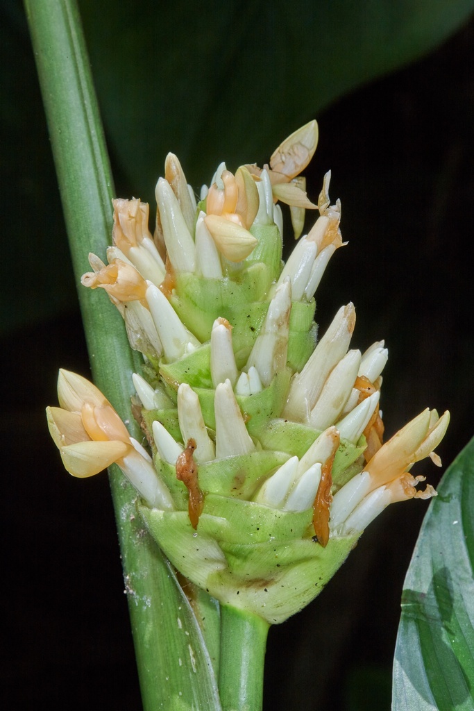 Goeppertia macrosepala