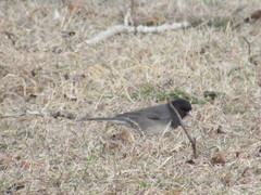 Junco hyemalis cismontanus