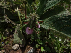 Pedicularis