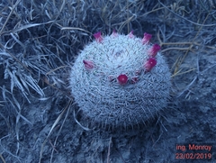 Mammillaria haageana