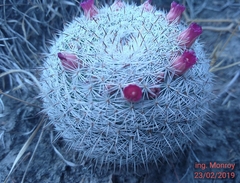 Mammillaria haageana